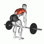 Fito App Barbell Bent Over Row exercise demonstration with how-to guide and tips.