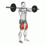 Fito App Barbell Front Squat exercise demonstration with how-to guide and tips.