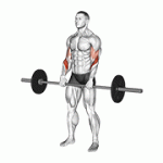 Fito App Barbell Reverse Curl exercise demonstration with how-to guide and tips.