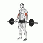 Fito App Barbell Standing Wide Grip Curl exercise demonstration with how-to guide and tips.