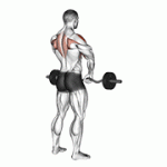 Fito App Barbell Upright Row exercise demonstration with how-to guide and tips.