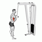 Fito App Cable Pushdown exercise demonstration with how-to guide and tips.