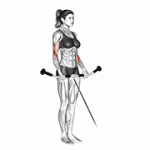 Fito App Cable Reverse Curl exercise demonstration with how-to guide and tips.