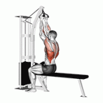 Fito App Cable Seated High Row (V Bar) exercise demonstration with how-to guide and tips.