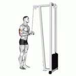 Fito App Cable Triceps Pushdown (V Bar Attachment) exercise demonstration with how-to guide and tips.
