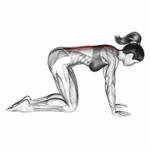 Fito App Cat Stretch exercise demonstration with how-to guide and tips.