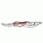 Fito App Cocoons exercise demonstration with how-to guide and tips.