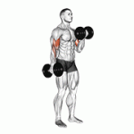 Fito App Dumbbell Alternate Biceps Curl exercise demonstration with how-to guide and tips.