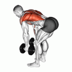 Fito App Dumbbell Standing Bent Over Row exercise demonstration with how-to guide and tips.