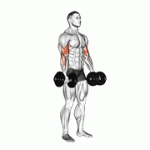 Fito App Dumbbell Biceps Curl exercise demonstration with how-to guide and tips.
