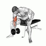 Fito App Dumbbell Concentration Curl exercise demonstration with how-to guide and tips.