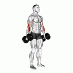 Fito App Dumbbell Hammer Curl exercise demonstration with how-to guide and tips.