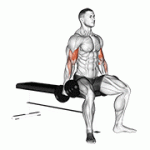 Fito App Dumbbell Seated Curl exercise demonstration with how-to guide and tips.