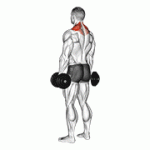 Fito App Dumbbell Shrug exercise demonstration with how-to guide and tips.