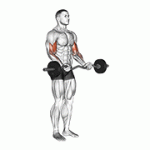 Fito App EZ Barbell Curl exercise demonstration with how-to guide and tips.