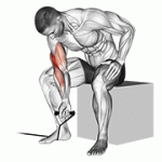 Fito App Band Concentration Curl exercise demonstration with how-to guide and tips.