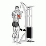 Fito App Cable Reverse Grip Triceps Pushdown (SZ-Bar) exercise demonstration with how-to guide and tips.