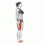 Fito App Band Leg Lift exercise demonstration with how-to guide and tips.