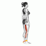 Fito App Band Leg Curl exercise demonstration with how-to guide and tips.