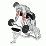 Fito App Ez Barbell Standing Preacher Curl exercise demonstration with how-to guide and tips.